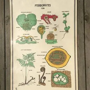 Posters-Pteridophytes, Turtox Classroom Chart (vintage)