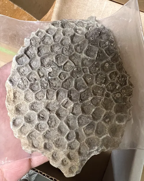 Geology-Fossil Coral, Petaskey Michigan