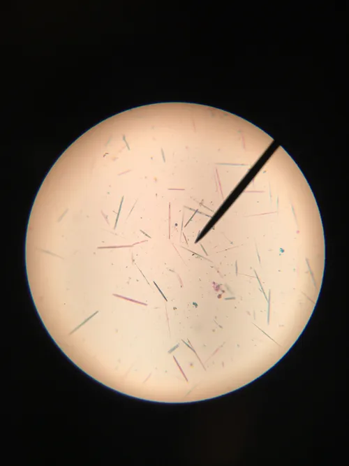 Slides-Diatom, mixed w.m.