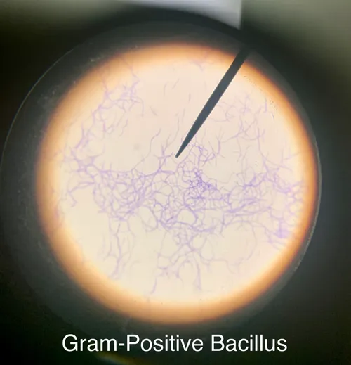 Slides_Bacteria Types Gram Stained