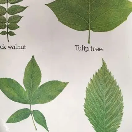 Posters-Leaves, Smokey the Bear, 