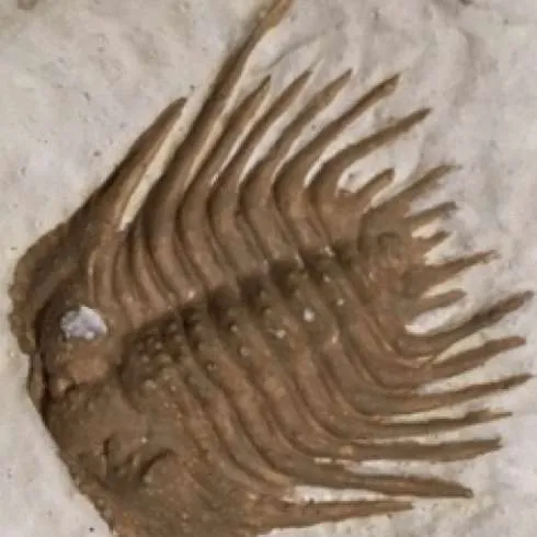 Fossils-Trilobite B, Leonaspis williamsi
