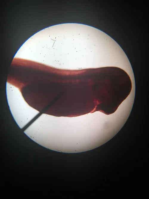 Slides: Frog 5-7mm (embryo) w.m.