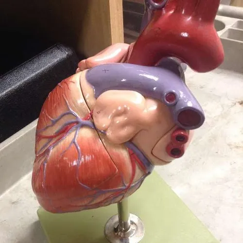 Models-Heart (Large )