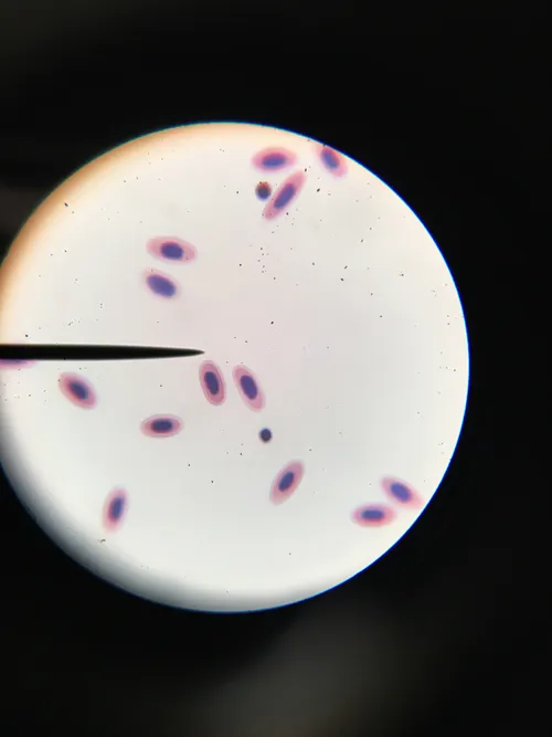 Slides-Amphiuma blood smear