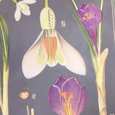 Posters-Natural History of Botany (Crocus)