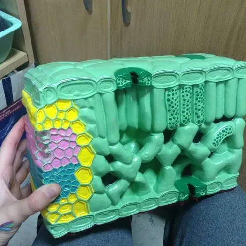 Models-Leaf (Angiosperm)