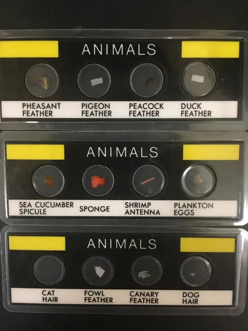 Slides: Animal tissues slide set of 3