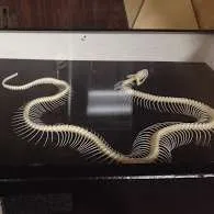 Skeletons-Snake w/ cover (Articulated)