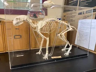 Skeletons-Cat