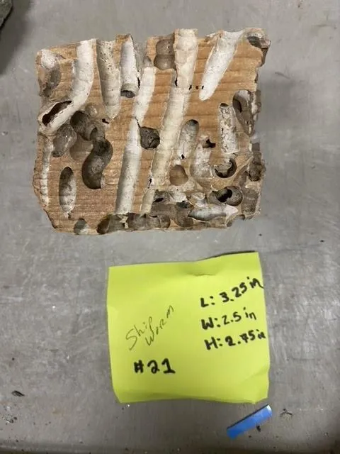 Shipworm Wood Damage