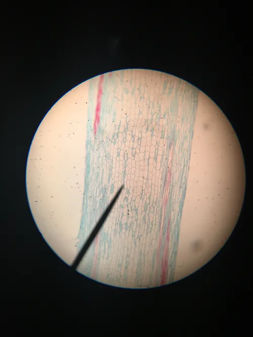 Slides: Sunflower Older Stem Combination, c.s. and l.s.