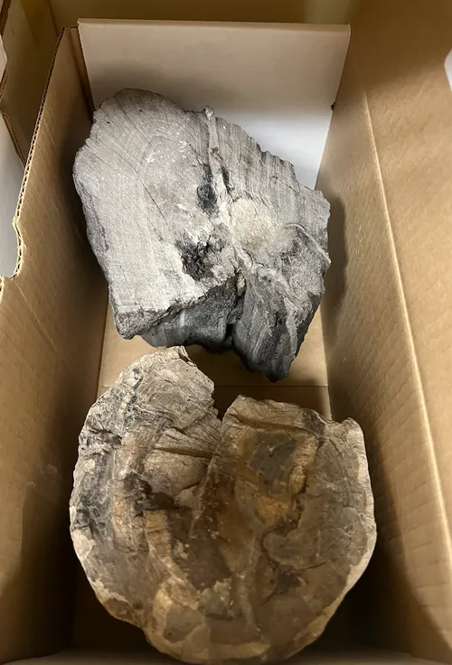 Petrified Wood - Two Samples