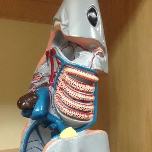 Models-Sharkhead Model