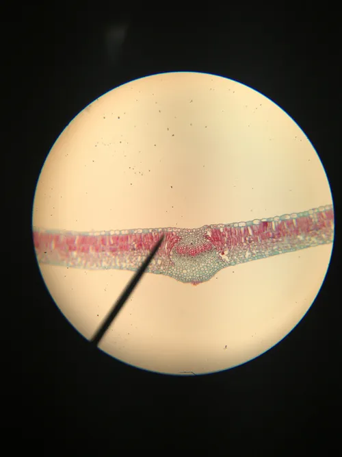 Slides: Lilac Leaf, c.s.