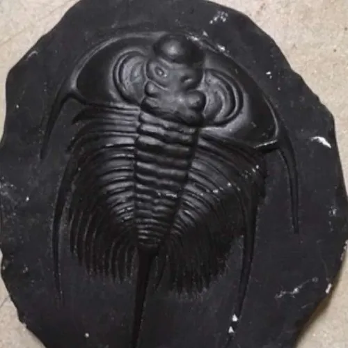 Fossils-Trilobite A (small, black)