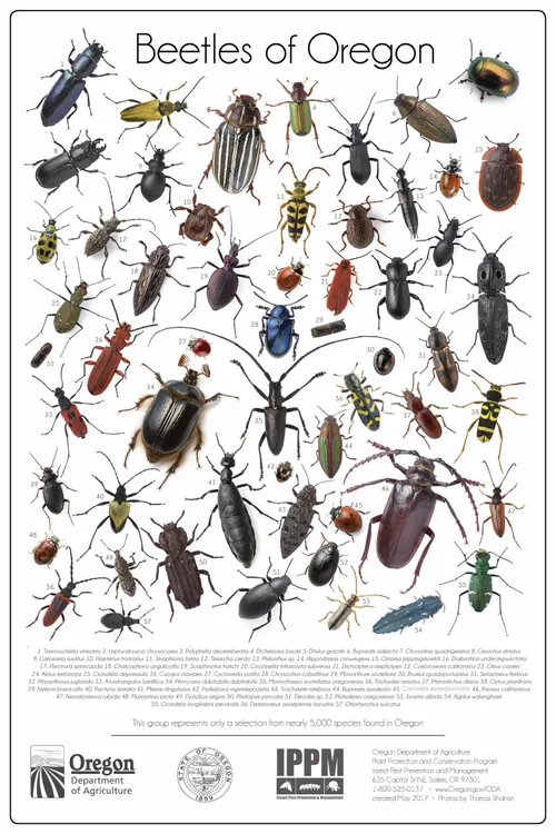 Posters-Beetles of Oregon