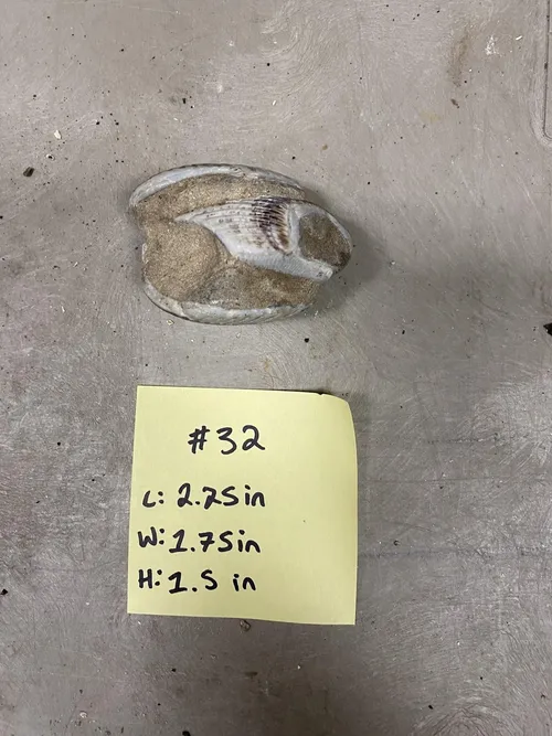 Fossil- Branchiopods