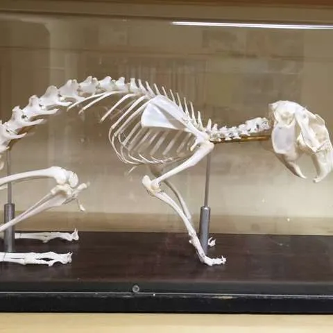 Skeletons-Rabbit w/ cover (Articulated)