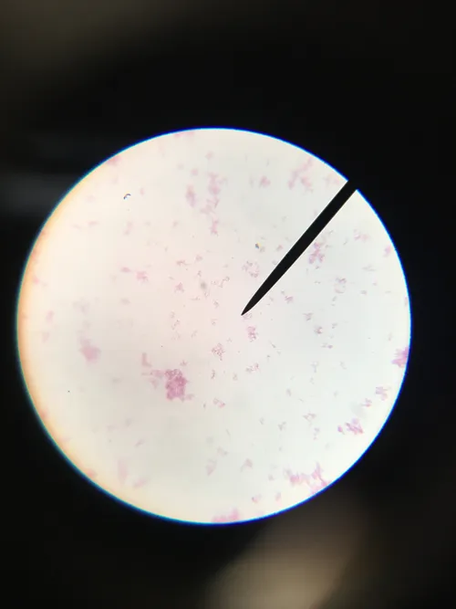 Slides- Gram Negative coccus (bacteria) w.m. 