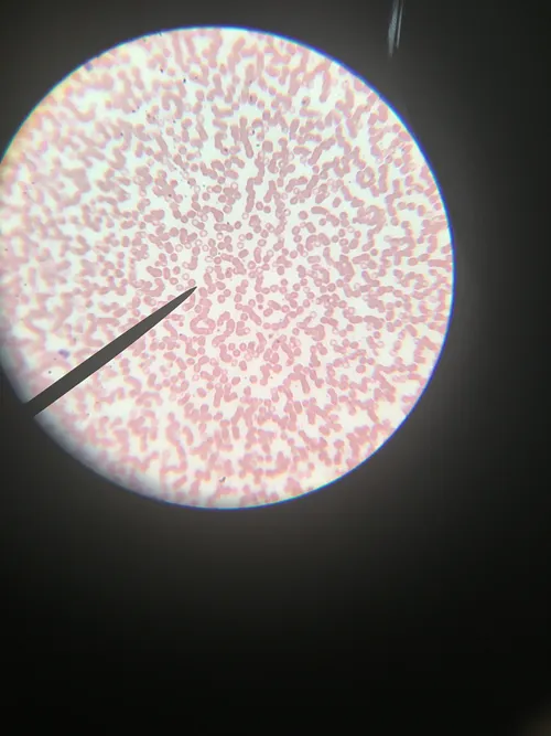 Slides: Human Blood Smear, Wright's Stain