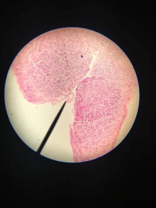 Slides: Mammal Hypophysis sec.