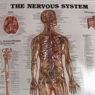 Posters-Nervous system (3D)