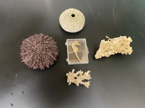 Coral Samples 