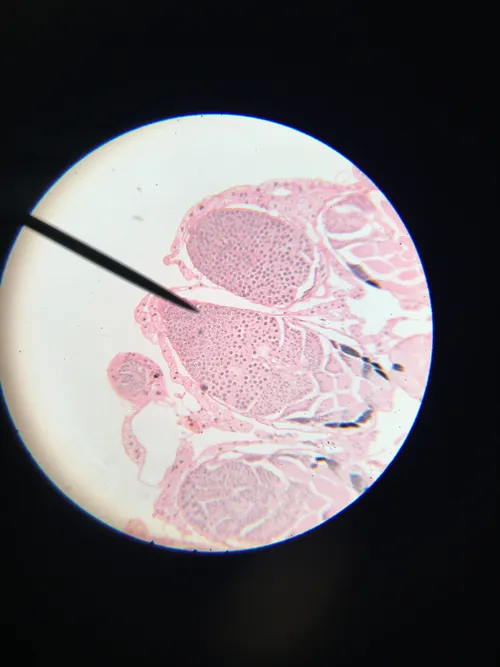 Slides: Grasshopper Testis sec.