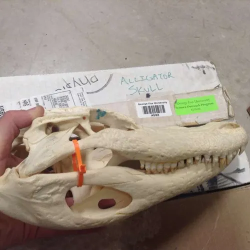 Skulls-Alligator Skull