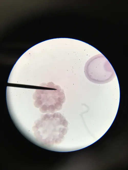 Slides: Starfish Development, w.m.