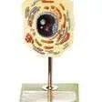 Models-Animal Cell