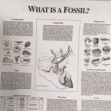 Posters-Fossil, What is a fossil