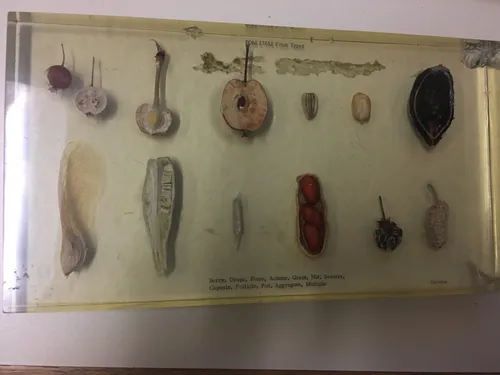 Ecology-Fruit Types Display