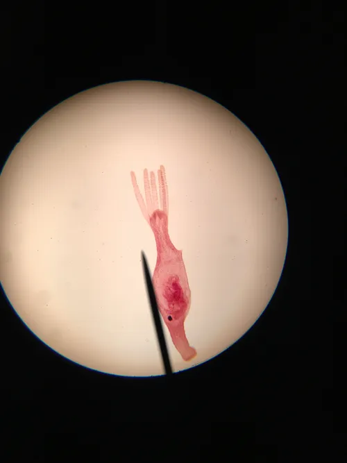 Slides: Hydra with food, w.m.