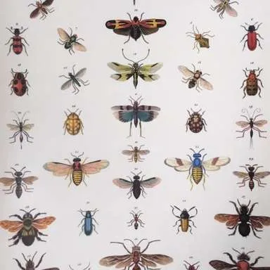 Posters-Histoire Naturelle, Insectes