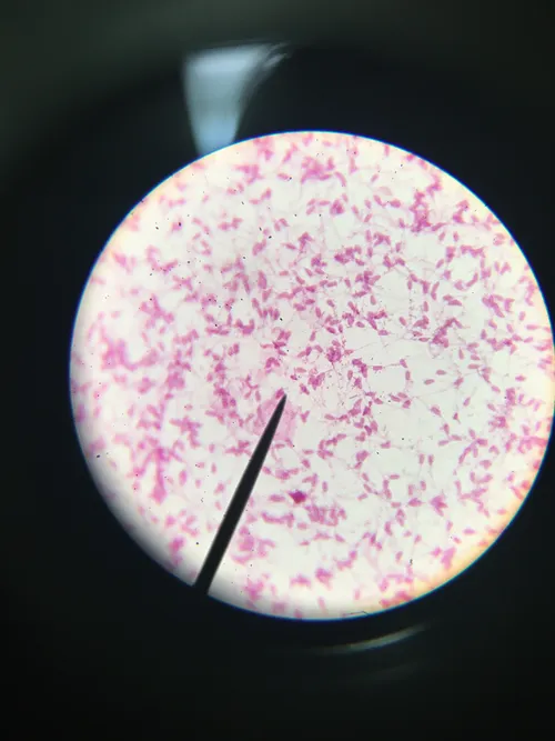 Slides: Mammal Sperm (bull) w.m.