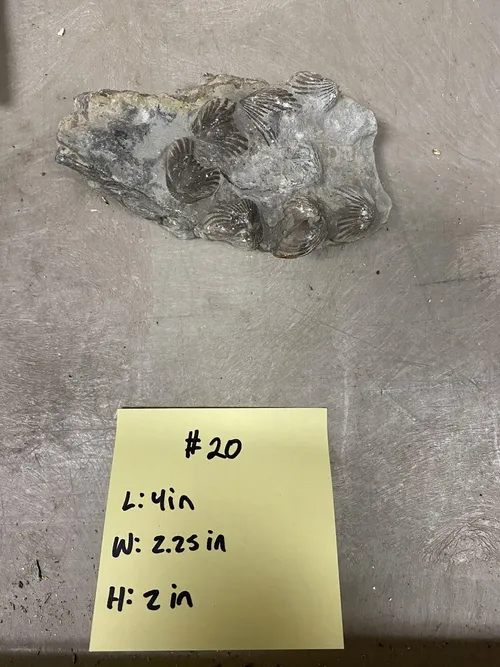 Fossil- Class Lingulata