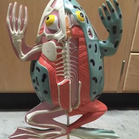 Models-Bullfrog Dissection