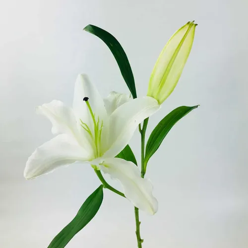 Flower 2