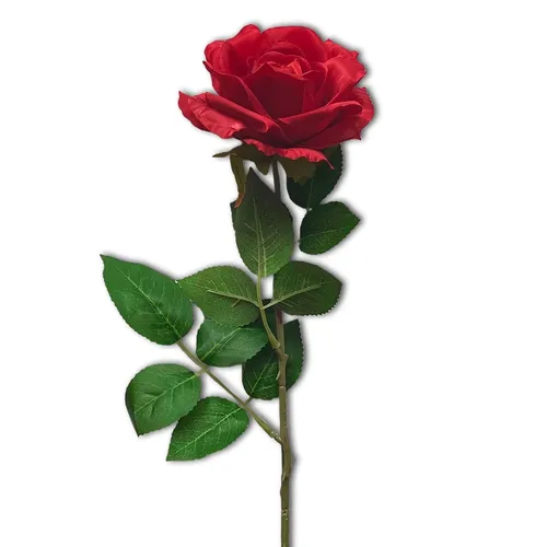 Red Rose