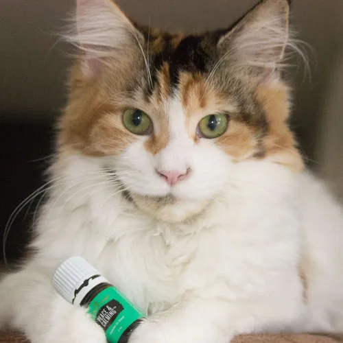 Cat Talk Olie 6 februari 2020