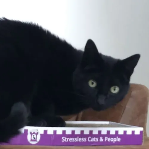 Krabkarton Chat-o-Resort oud