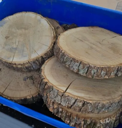 Wood Slices- Real Wood Slices , 10-12”