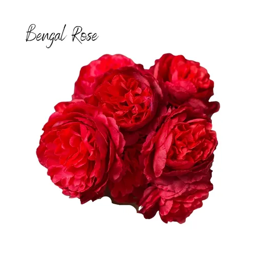 Bengal Rose (Red)