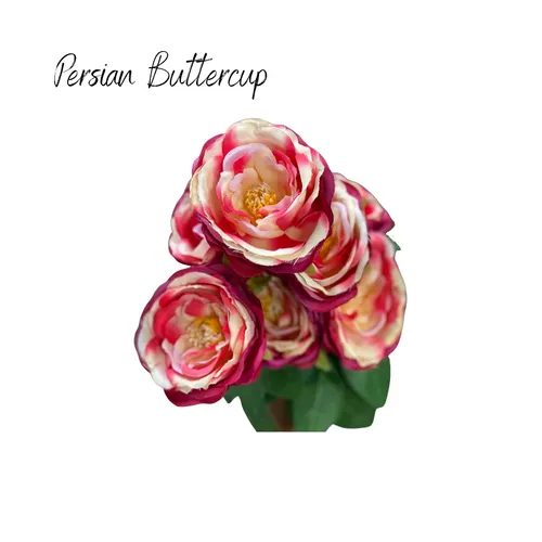 Persian Buttercup (Hot Pink)  