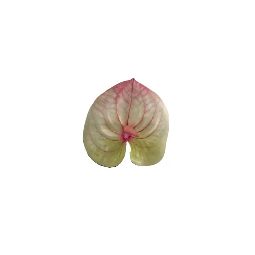 Pink Green & White Anthurium 