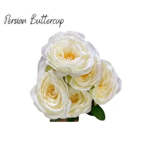 Persian Buttercup (white)