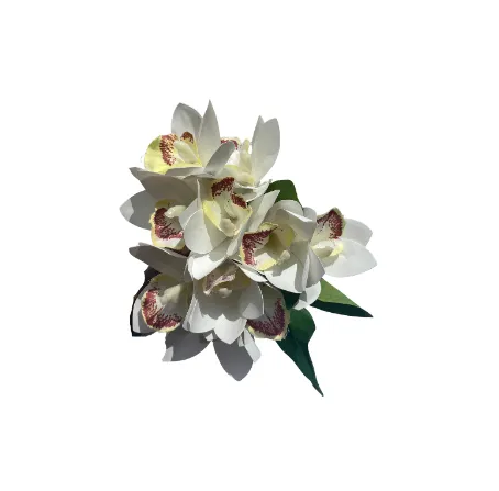 White Cymbidium Orchid