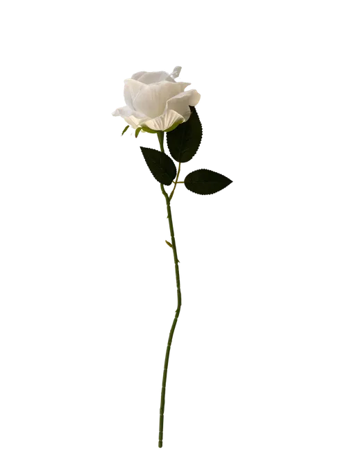 Single Stem White Roses